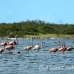 flamingo_pink_wc_h_0187_tci0187.jpg